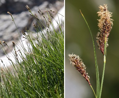 Carex spectabilis