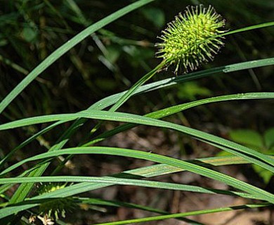 Carex squarrosa