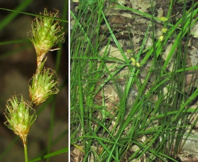 Carex straminea