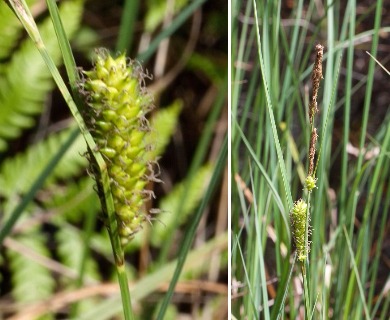 Carex striata