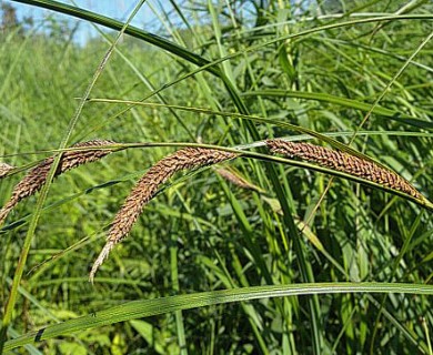 Carex stricta