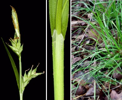 Carex styloflexa