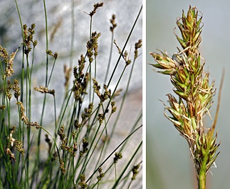 Carex subfusca