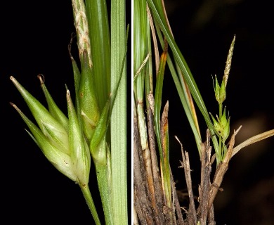 Carex superata