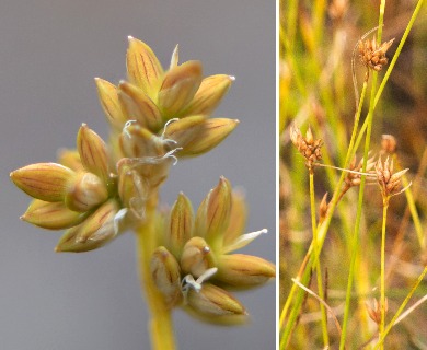 Carex tenuiflora