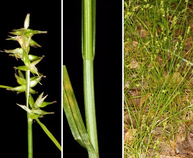 Carex texensis