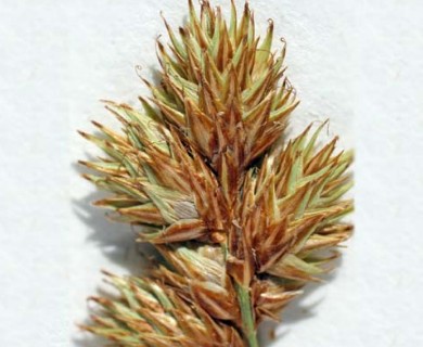 Carex tincta