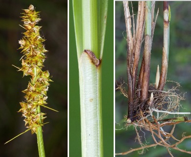 Carex triangularis