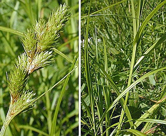 Carex tribuloides