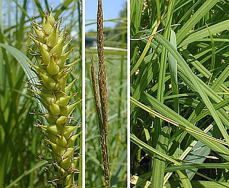 Carex trichocarpa