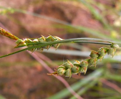 Carex triquetra