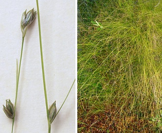 Carex trisperma