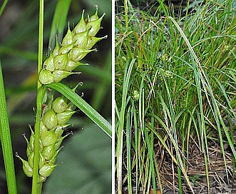 Carex tuckermanii