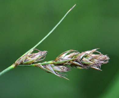 Carex tumulicola