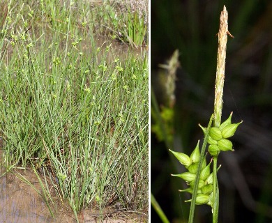 Carex turgescens