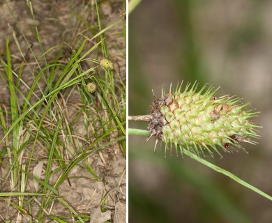 Carex typhina