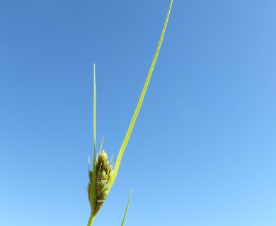 Carex unilateralis