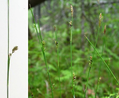 Carex vaginata