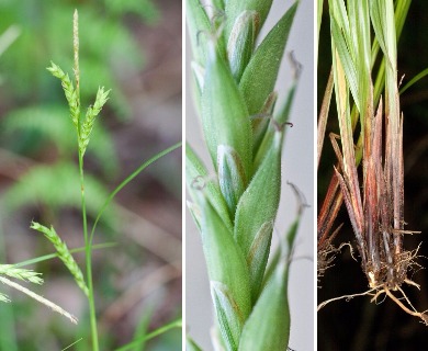 Carex venusta