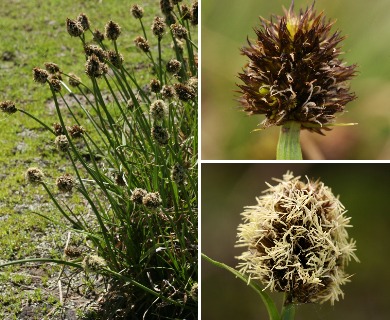 Carex vernacula