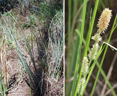 Carex verrucosa