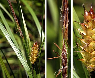 Carex vesicaria