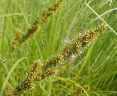 Carex vulpinoidea