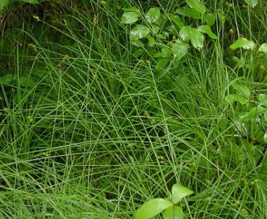 Carex wiegandii