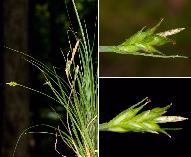 Carex willdenowii