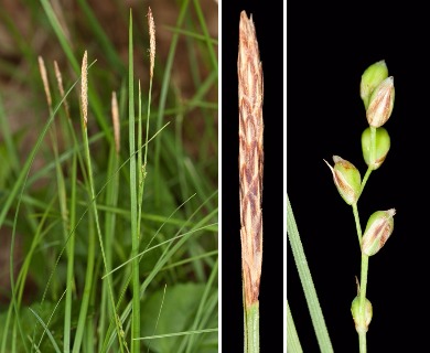 Carex woodii