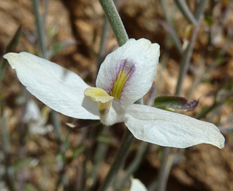 Carlowrightia arizonica