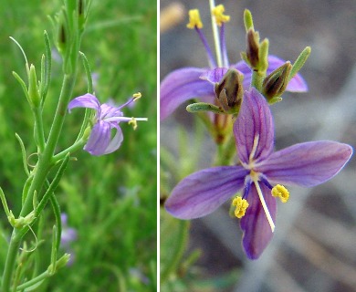 Carlowrightia linearifolia