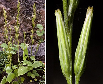 Carminatia tenuiflora