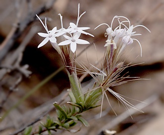 Carphochaete bigelovii