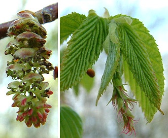 Carpinus caroliniana