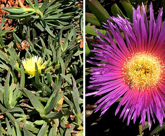 Carpobrotus edulis