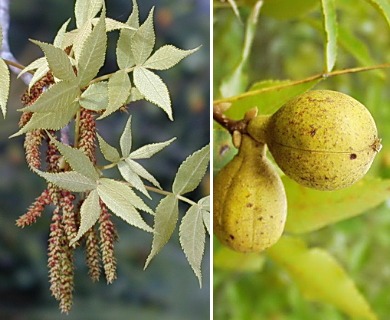 Carya floridana