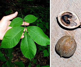 Carya glabra