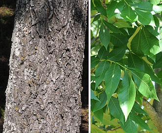 Carya texana