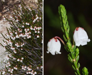 Cassiope mertensiana