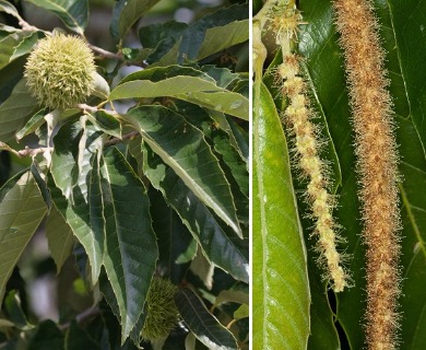 Castanea mollissima