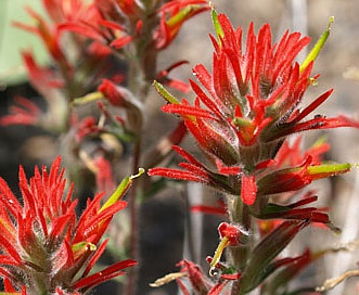 Castilleja affinis