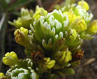 Castilleja ambigua