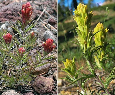 Castilleja arachnoidea