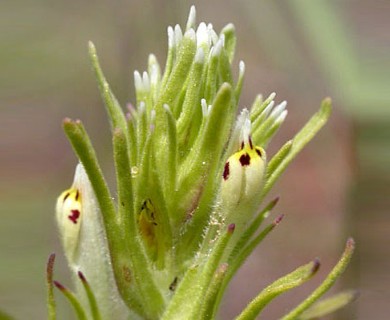 Castilleja attenuata