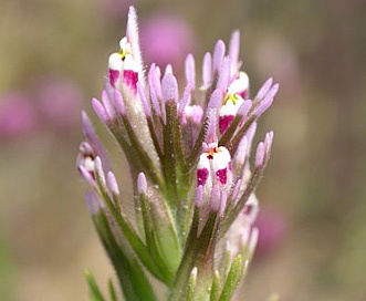 Castilleja brevistyla