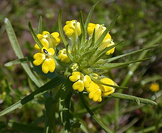 Castilleja campestris