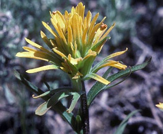 Castilleja christii