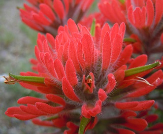 Castilleja chromosa