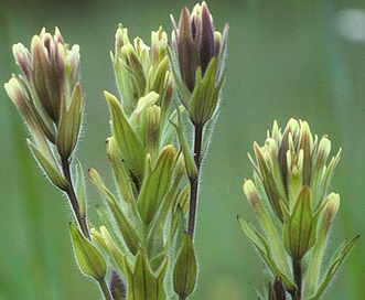 Castilleja chrysantha